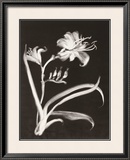 Buy Midnight Lilies at AllPosters.com