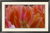 Buy Tulips at AllPosters.com