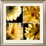 Buy Dahlia Troupe at AllPosters.com