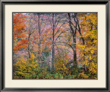 Buy Trees in a Field at AllPosters.com