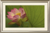 Buy Lotus at AllPosters.com