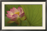 Buy Lotus at AllPosters.com