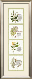 Buy Kitchen Herbs I at AllPosters.com
