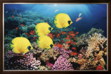 Buy Red Sea Serentity at AllPosters.com