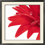 Gerbera Rouge