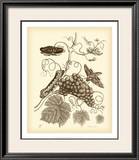 Buy Nature Study in Sepia III at AllPosters.com
