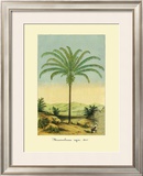 Maximiliana Palm