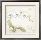 Buy White Orchid at AllPosters.com
