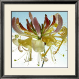 Ballet Framed Art Print