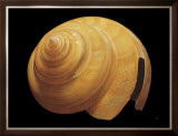 Australian Slit Shell