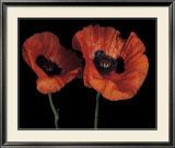 Buy Papaver Orientale II at AllPosters.com