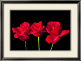 Buy Red Roses at AllPosters.com