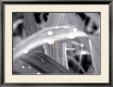 Buy After the Rain II at AllPosters.com
