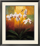 Orchids