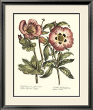 Buy Framboise Floral IV at AllPosters.com