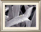 Buy After the Rain I at AllPosters.com