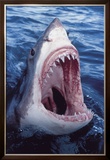 Buy Great White Shark at AllPosters.com