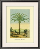 Maximiliana Palm