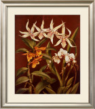 Buy Orchid Trio I at AllPosters.com