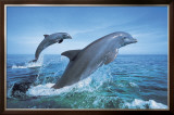 Buy Bottlenose Dolphins at AllPosters.com