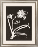 Buy Midnight Lilies at AllPosters.com