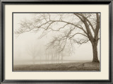Buy Layers of Trees I at AllPosters.com