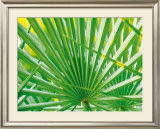 Buy Palm Leaf at AllPosters.com