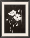 Buy Midnight Poppies at AllPosters.com