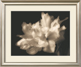 Buy Double Dappled I at AllPosters.com