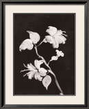 Buy Midnight Hibiscus at AllPosters.com