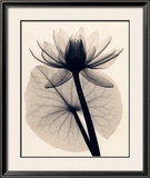 Buy Tropical Water Lily at AllPosters.com