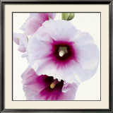Buy White Hollyhock I at AllPosters.com