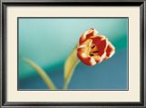 Buy Tulip at AllPosters.com