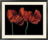 Buy Papaver Orientale I at AllPosters.com