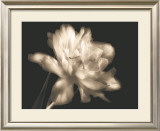 Buy Double Dappled II at AllPosters.com