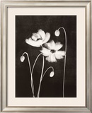 Buy Midnight Poppies at AllPosters.com