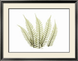 Buy Woodlands II at AllPosters.com