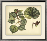 Buy Antique Mangrove Tree at AllPosters.com