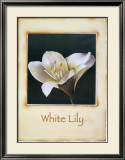 White Lily