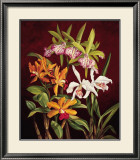 Buy Orchid Trio II at AllPosters.com