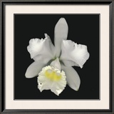 Cattleya