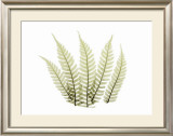 Buy Woodlands II at AllPosters.com