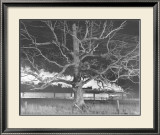 NW 1643 Train No. 17 The Birmingham Special Passes a Giant Oak, Max Meadows, Virginia, c.1957