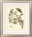 Buy Nature Study in Sepia II at AllPosters.com