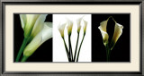 Buy White Callas at AllPosters.com
