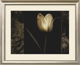 Buy White Tulipa I at AllPosters.com