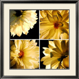Buy Dahlia Troupe at AllPosters.com