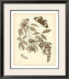 Buy Nature Study in Sepia II at AllPosters.com