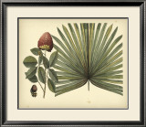 Buy Antique Brazilian Palm at AllPosters.com