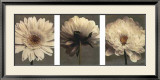 Buy Daisy and Dahlia at AllPosters.com